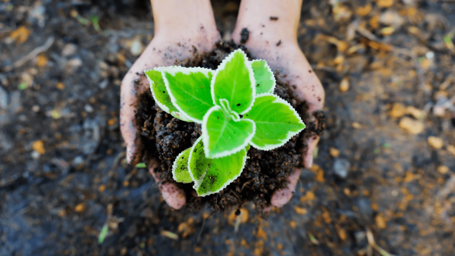Tocar las plantas