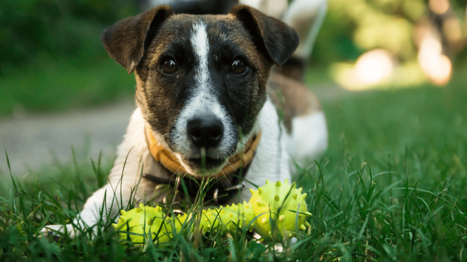 adopta una mascota